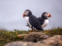 Puffin Viewing Site